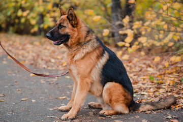 Shepherd dog sits surrounded by dry leaves. Autumn walk with a pet. Big dog