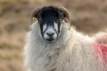 Dalesbred ewe or female sheep in winter with wisps of grass in her mouth. Facing camera, close up with clean background and copy space. Nidderdale, North Yorkshire