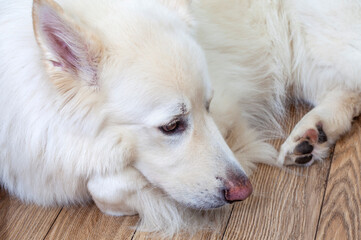 A white Swiss Shepard dog is laying on a wooden floor