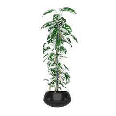 Free PNG 3d illustration of Monstera-adansonii_PRV2 plant frontal isolated transparent background perfectly cutout high resolution