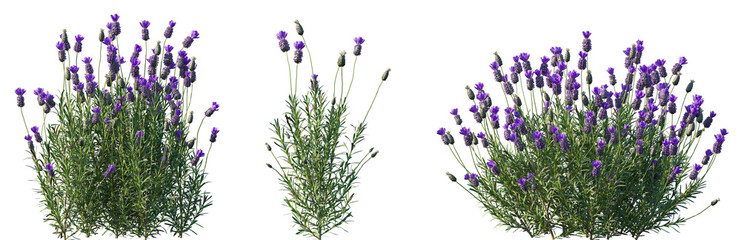 Set of Lavandula stoechas (the Spanish lavender or topped lavender or French lavender) flowering frontal isolated png on a transparent background perfectly cutout © Viktoria