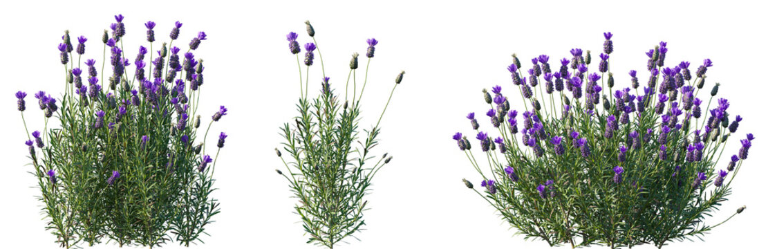 Fototapeta Set of Lavandula stoechas (the Spanish lavender or topped lavender or French lavender) flowering frontal isolated png on a transparent background perfectly cutout