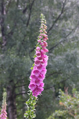 Digitalis purpurea, commonly known as foxglove, Lady’s glove or Purple foxglove ,  traditional source of heart medicine called Digitalis © Henri Koskinen