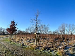 Frosty field trees with a path in forest at day light 