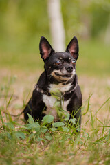A dog mix of the Chihuahua and Toy Terrier breeds sits surrounded by grass in the park. Autumn walk with a pet crossbreed. Small indoor dog