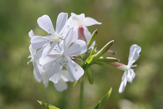 Saponaria officinalis, commonly known as soapwort, crow soap, wild sweet William or soapweed, wild flowering  plant from Finland