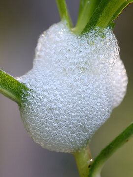 Philaenus spumarius, the meadow froghopper or meadow spittlebug, larva in foam nest