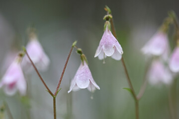 Twin flower, Linnaea borealis, also called twinflower, wild plant from Finland