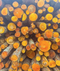 A vibrant abstract image of freshly cut logs stacked high. High quality photo