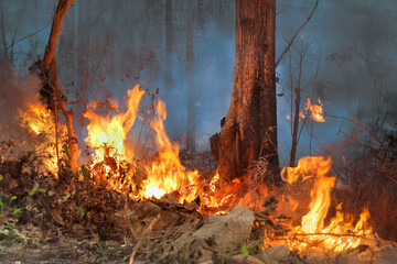 Wildfires release carbon dioxide (CO2) emissions and other greenhouse gases (GHG) that contribute...