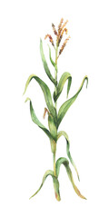 Corn plant. Fresh maize plant with corncob, flowers and green leaves Botanical watercolor clipart. Realistic hand painted isolated from background illustration for food, farming, agricultural product.