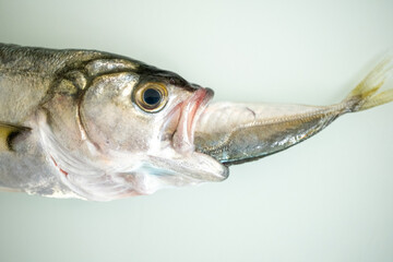 Big fish eats small fish on a white background