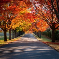 Fototapeta premium autumn alley in the park, Autumn trees lining driveway