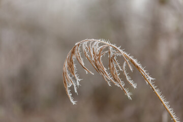 Paysage hivernale givré