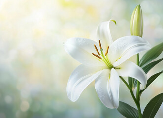 Fototapeta premium ユリの花