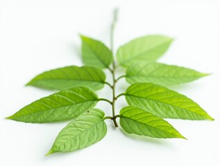 Obraz premium Green branch with elongated leaves on white background. Natural botanical composition for eco and organic designs
