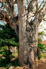 Trees growing in the wild at Kaya Kinondo Sacred Forest in Diani, Kenya