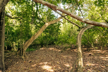 Trees growing in the wild at Kaya Kinondo Sacred Forest in Diani, Kenya