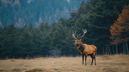 Fototapeta premium Majestic stag in autumnal forest