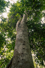 Fototapeta premium Low angle view of the Tamarind Tree - Tamarindus indica in Kaya Kinodo Sacred Forest in Diani, Kenya 