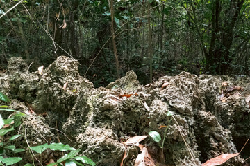Coral rocks in the forest at Kaya Kinondo Scared Forest in Diani, Kenya