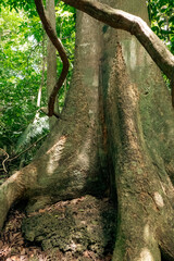 A sacred tree used as a prayer place by Digo Tribe in Kaya Kinodo Sacred Forest in Diani Beach, Kwale County in Kenya