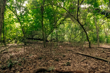 Trees growing in the wild at Kaya Kinondo Sacred Forest in Diani, Kenya