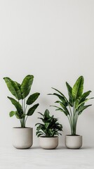 Fototapeta premium Contemporary plant setup display minimalist room indoor decor clean environment eye-level view greenery concept