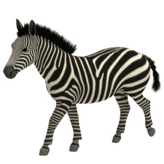 Fototapeta premium zebra with distinctive black and white stripes stands against transparency background, showcasing its unique pattern and graceful movement. This animal embodies beauty of nature