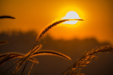 Golden Hour Sunrise with Shadows of Tall Grass, Capturing the Awe-Inspiring Beauty of Nature's Grandeur in a Serene and Magical Morning Scene