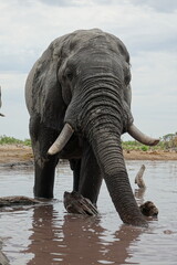 Fototapeta premium Elephant in Botswana drinking and playing at Waterhole in Khwai Region, Okavango Delta