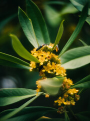 Yellow flowers in the garden