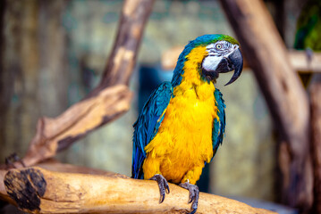 Blue-and-yellow Macaw sitting on a branch at the zoo
