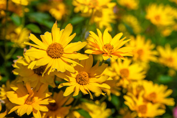 Yellow daisies grow in the meadow in summer