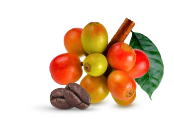 Red coffee beans on the branches of a coffee tree Ripe and unripe berries isolated on white background. Dark brown roasted coffee beans on transparent.