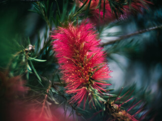 Callistemon flower
