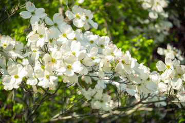  natural spring Easter outdoor background. Delicate spring beautiful bloom of white large flowers on tree branches.
Large white flowers of Dogwood tree