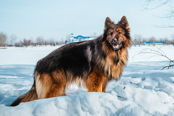 Long-haired shepherd dog against white snow in winter. Walking with a pet