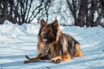 Long-haired shepherd dog against white snow in winter. Walking with a pet
