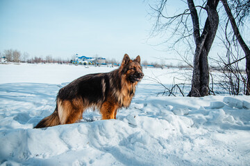 Long-haired shepherd dog against white snow in winter. Walking with a pet