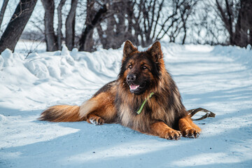 Long-haired shepherd dog against white snow in winter. Walking with a pet