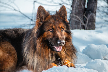 Long-haired shepherd dog against white snow in winter. Walking with a pet
