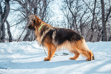 Long-haired shepherd dog against white snow in winter. Walking with a pet