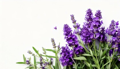 Fototapeta premium Levander, aka levandula, violet flowering plant isolated, greeting card