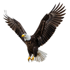 Naklejka premium An American bald eagle in mid-flight, wings arched upward, sharp talons visible, isolated on a clean white background, highly detailed realism