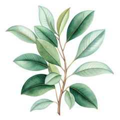 A realistic illustration of a branch with various green leaves, showcasing distinct shapes and textures.