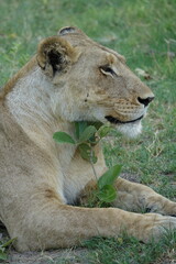 Lion Family with Cubs playing along the Okavango Delta in the Khwai Region
