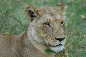 Lion Family with Cubs playing along the Okavango Delta in the Khwai Region
