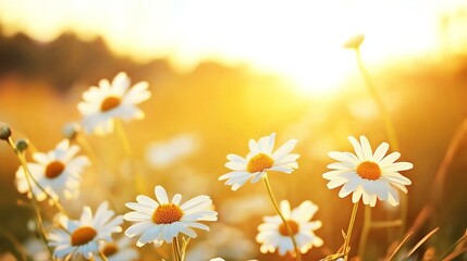 A serene field of daisies bathed in the warm golden light of a setting sun Spring time Easter new beginning concept