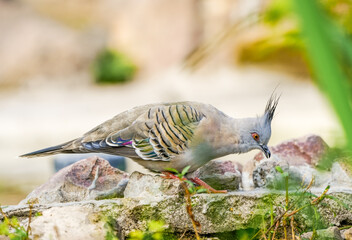 Portrait of a crested pigeon. Bird in close-up. Ocyphaps lophotes. Topknot pigeon
